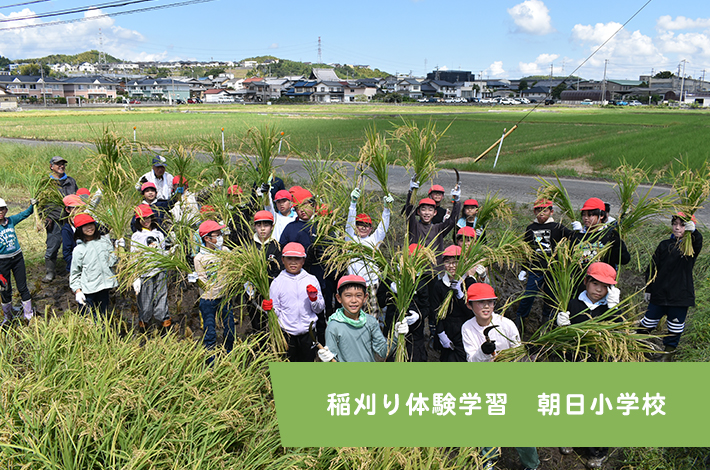 稲刈り体験学習　朝日小学校